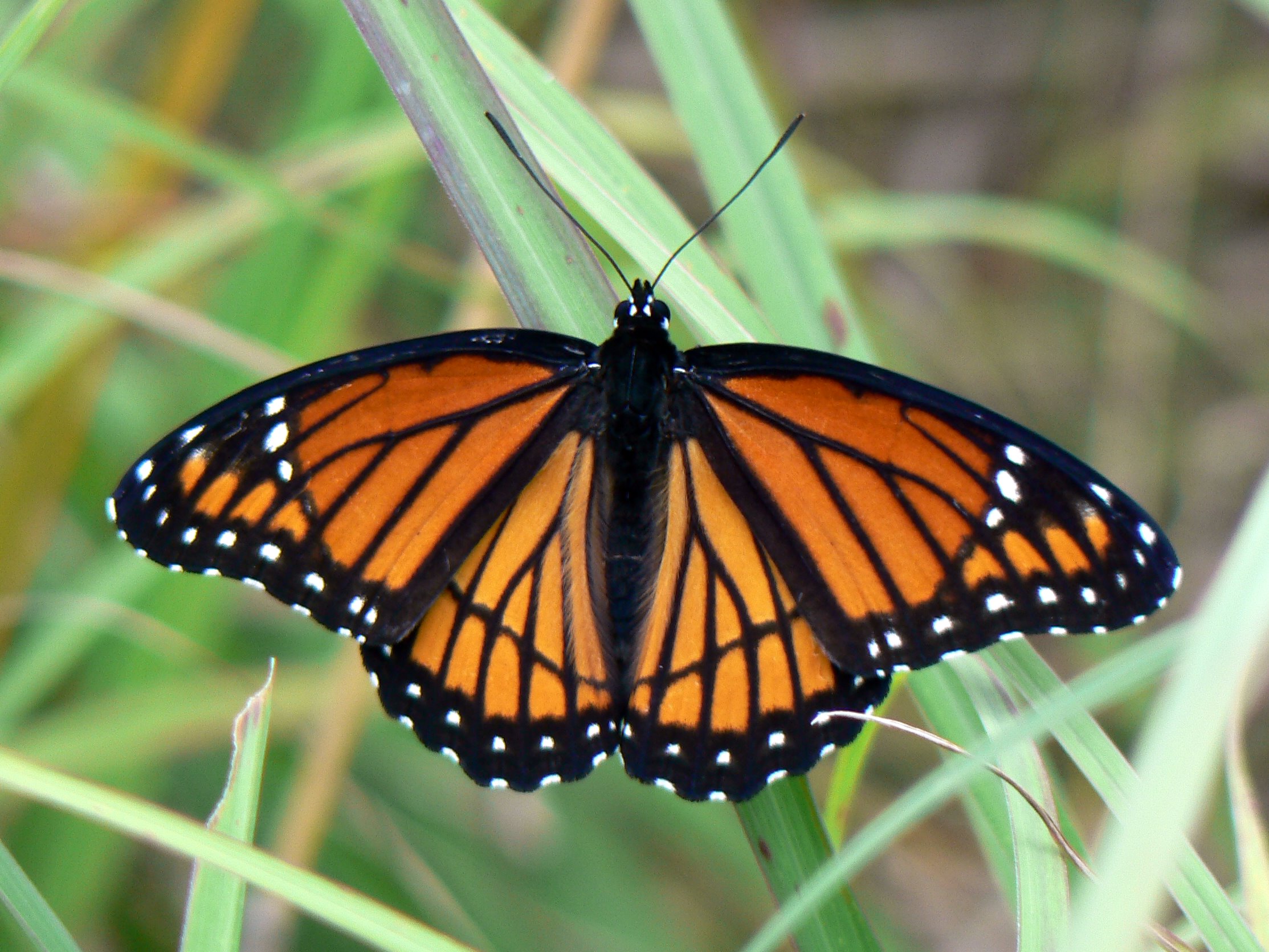 Viceroy Butterfly: A Mimic of the Monarchcan you tell the difference 