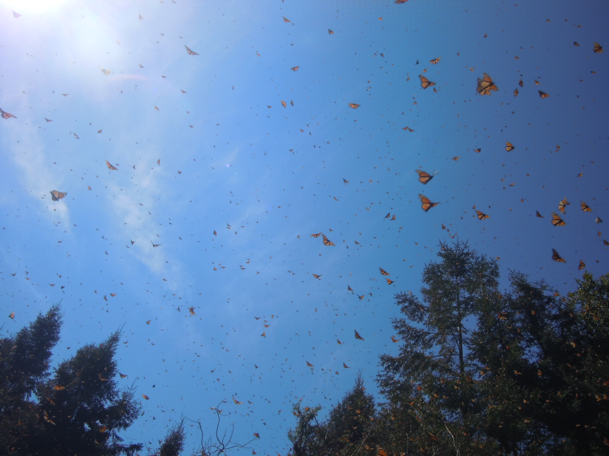 Monarch butterflies at Cerro Pelon, Michoacan