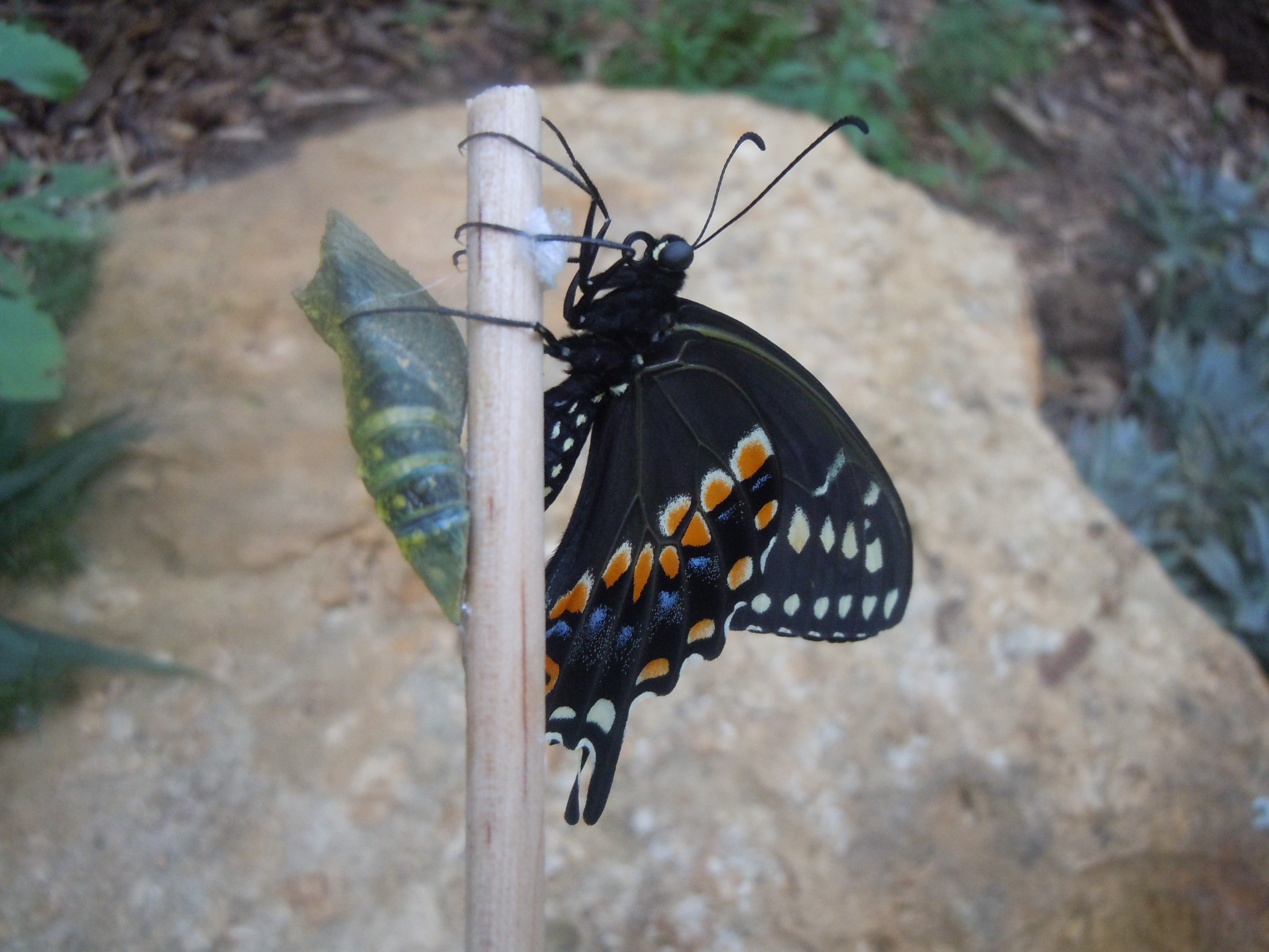 Eastern Swallowtail and Sister Chrysalis on a Chopstick
