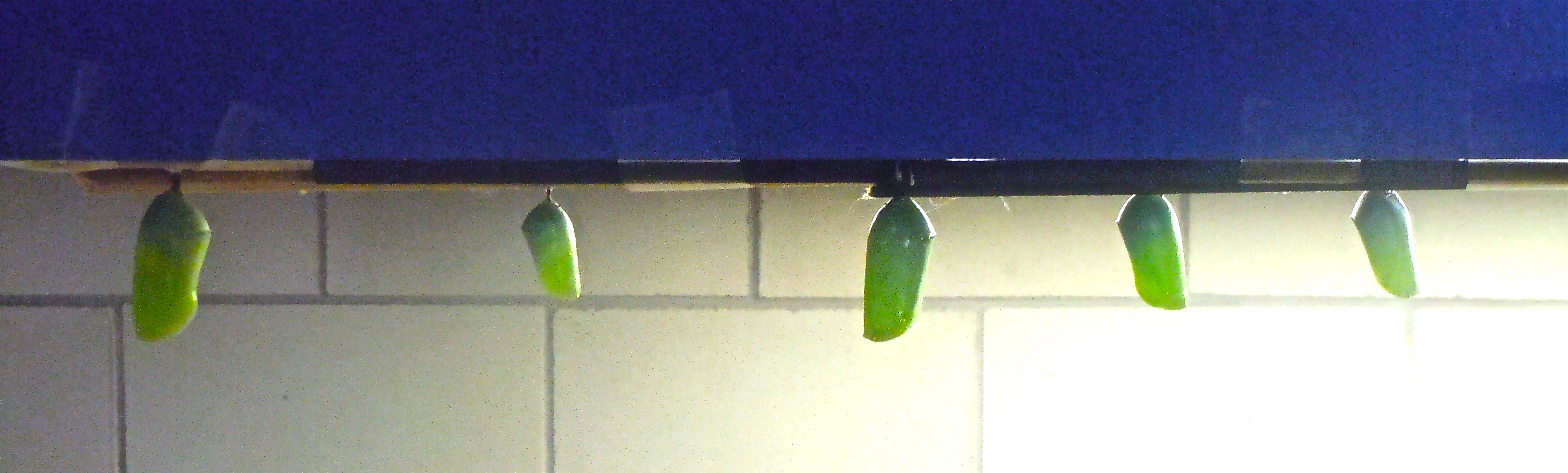 Monarch and Queen Chrysalises taped to Kitchen Counter