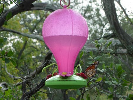 Monarch butterfly on hummingbird feeder