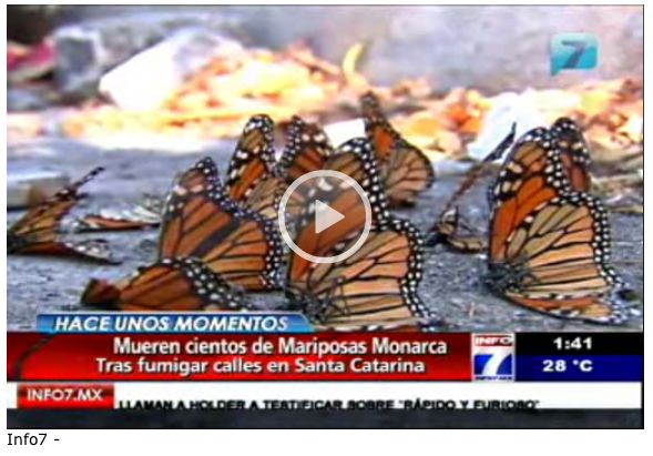 Hundreds of Monarch butterflies killed in Mexico