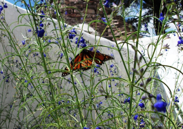 Monarch nectaring in Ft. Davis near Indian Lodge