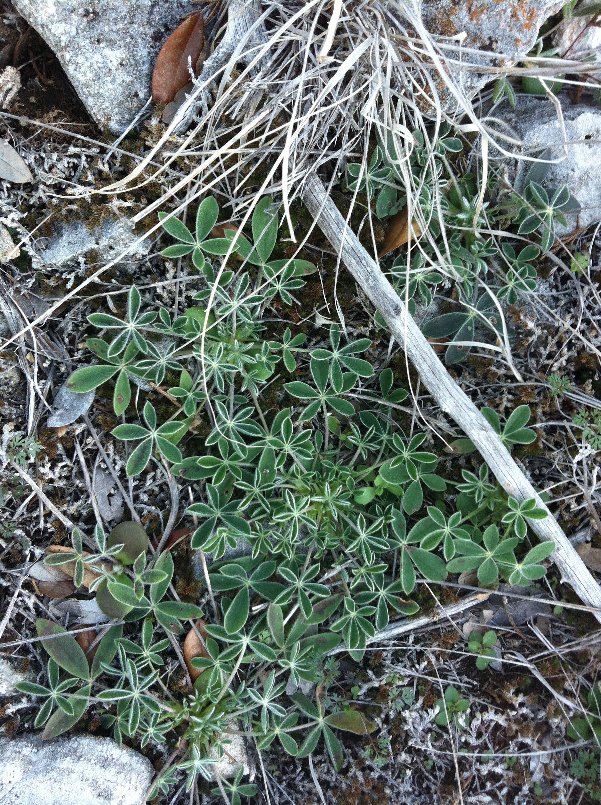 Bluebonnet rosettes are already showing in January