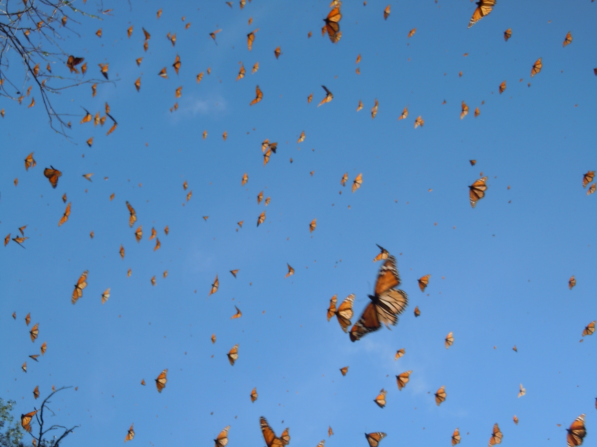 Monarch butterflies in Michoacan